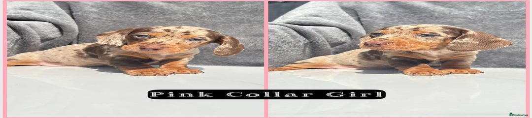 Miniature Dachshund Puppy 4