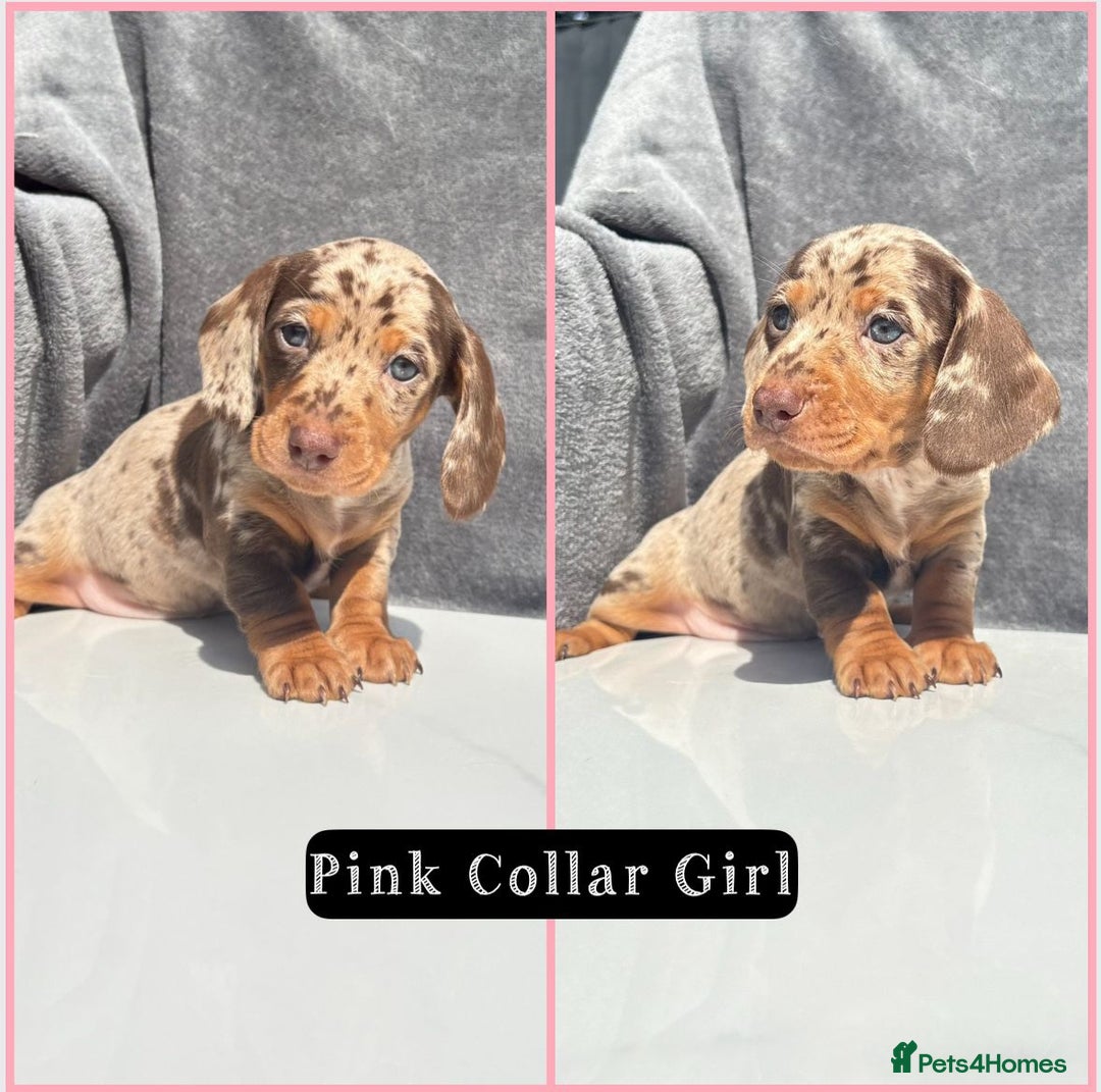 Miniature Dachshund dogs for sale: Ready to leave in 2 weeks - 7 miniature dachshunds - Image 2