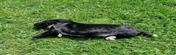 Cocker Spaniel dogs for sale: KC Working Bred Cocker Spaniel Puppies - Advert 6