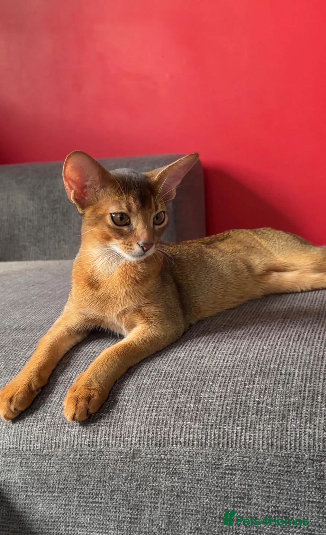 Abyssinian cats for sale: Gorgeous Abyssinian ruddy girls🤎❤️ - Advert 1