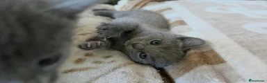 Russian Blue 3