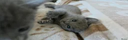 Russian Blue cats for sale: TICA full pedigree RUSSIAN BLUE kittens  - Advert 5