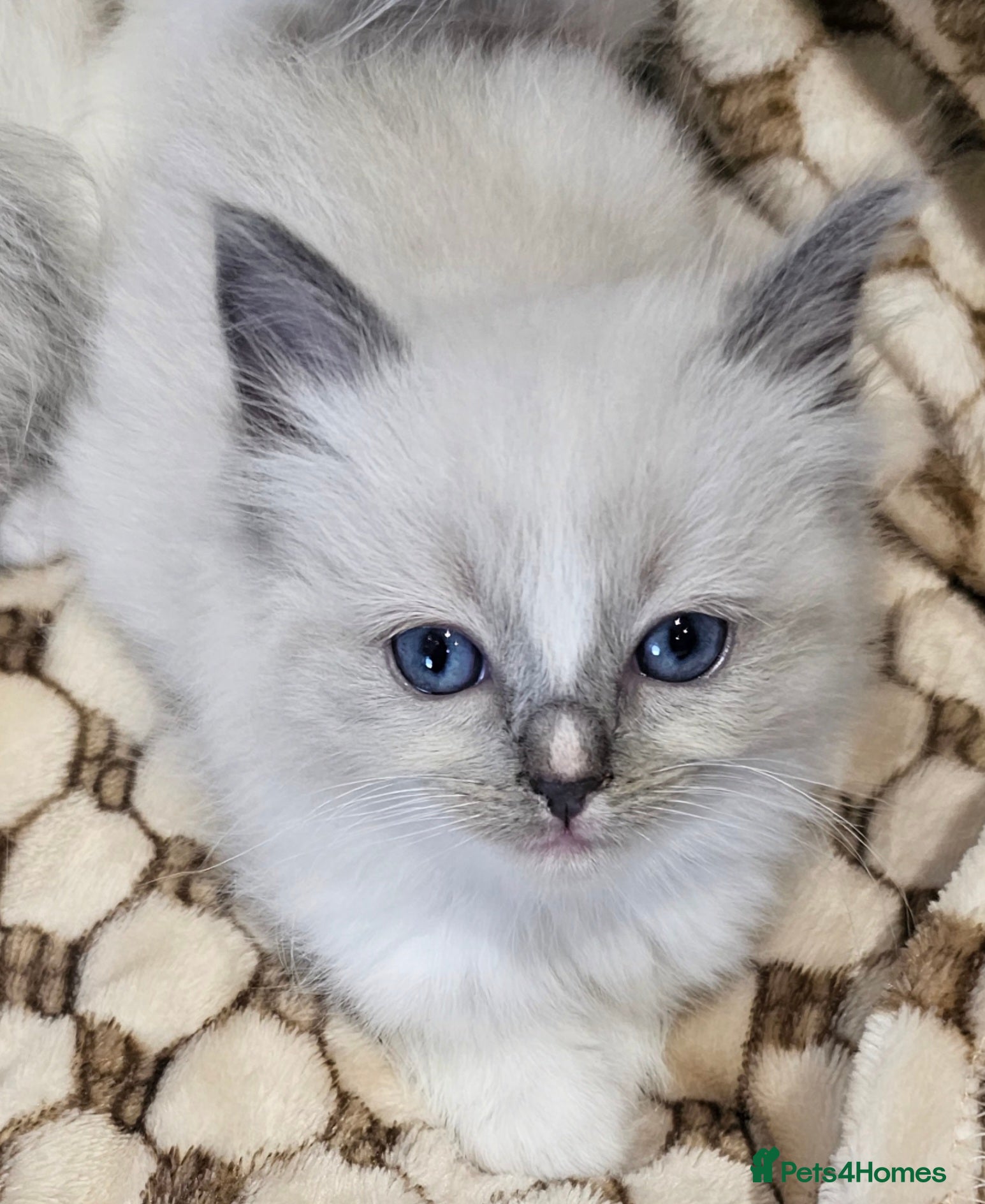 Ragdoll cats stunning  little  ragdoll  kittens  - Advert 14