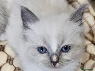 Ragdoll cats stunning little ragdoll kittens - Advert 14