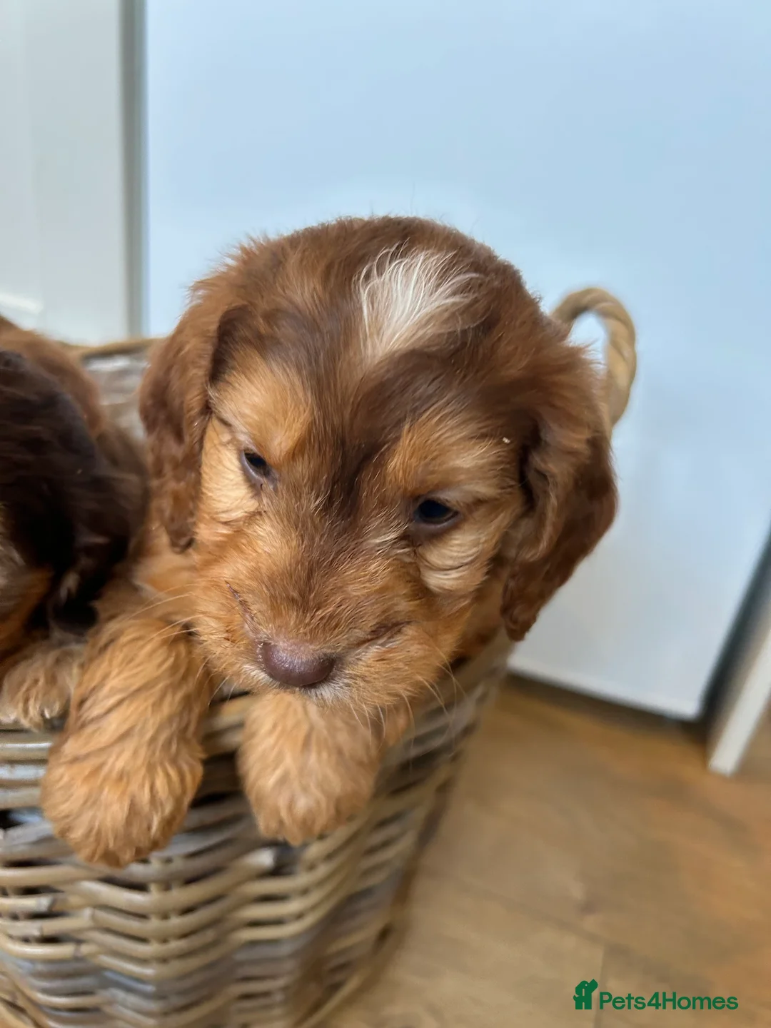 Cockapoo dogs for sale: Stunning Cockapoo Puppies  - Advert 10