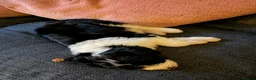 Bordoodle dogs for sale: Beautiful Bordoodle pups  - Advert 23