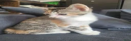 Mixed Breed cats for sale: Beautiful mixed breed kittens for sale - Advert 4