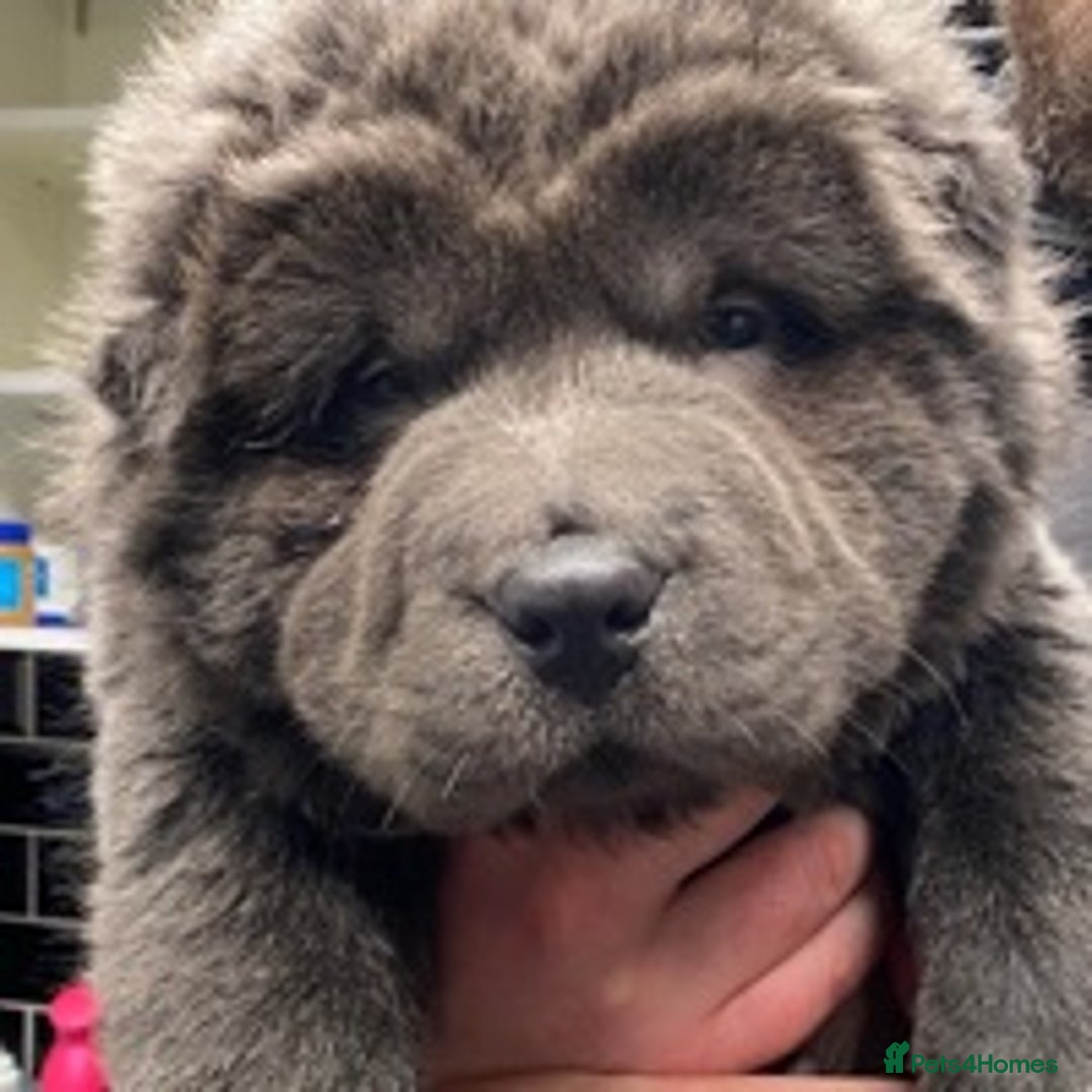 Shar Pei dogs for stud: EXPERIENCED LICAC DILUTE STUD **WELL PROVEN** in Wetherby - Image 16