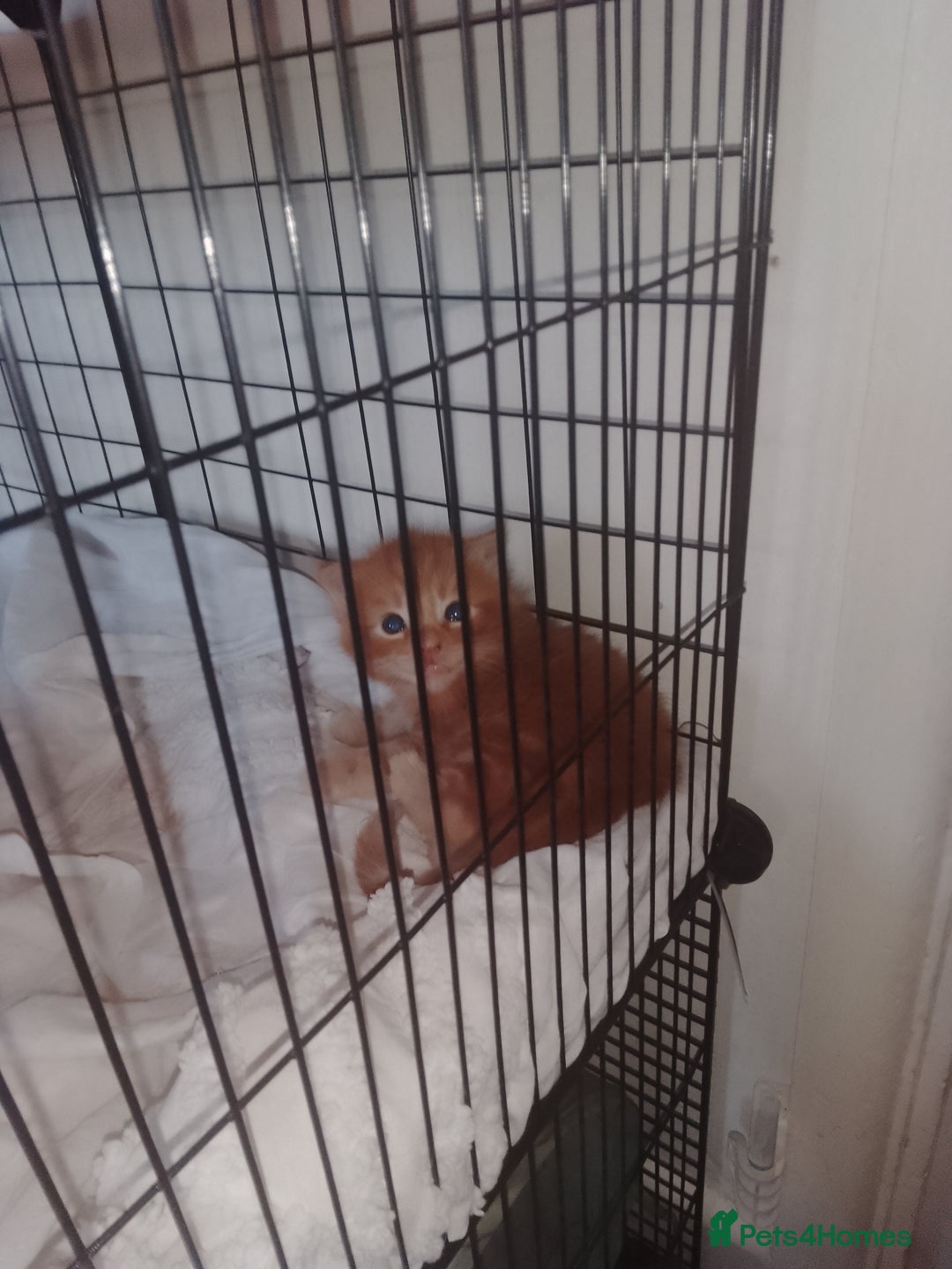 British Shorthair cats for sale: Kittens need lovely home  - Image 3