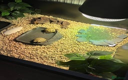 Tortoise reptiles for sale: 2x baby Herman tortoises  - Image 8