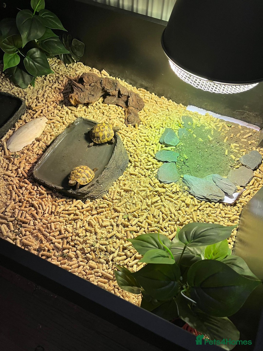 Tortoise reptiles for sale: 2x baby Herman tortoises  - Image 8