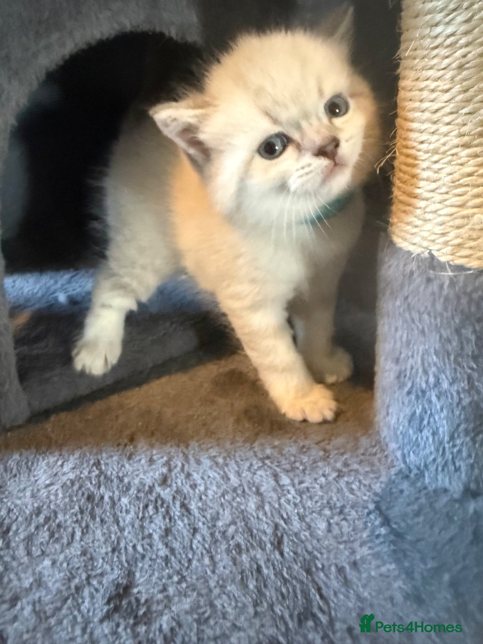 British Shorthair cats *1 MALE LEFT* Stunning lynx point bsh  - Advert 10