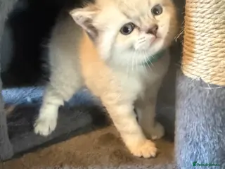 British Shorthair cats *1 MALE LEFT* Stunning lynx point bsh - Advert 10