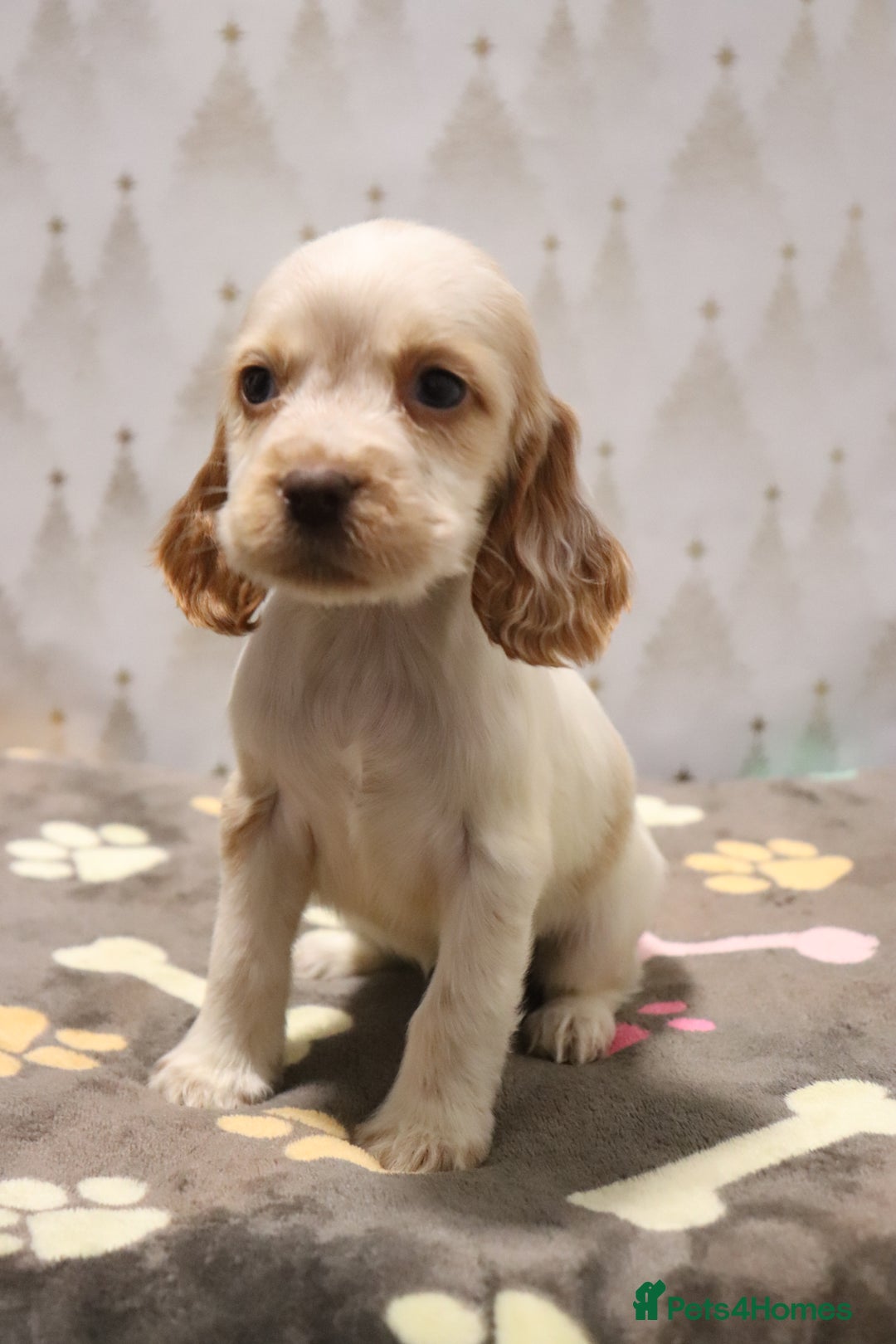 Cocker Spaniel dogs for sale: Fully Health Tested Cocker Spaniel Puppies  - Advert 8