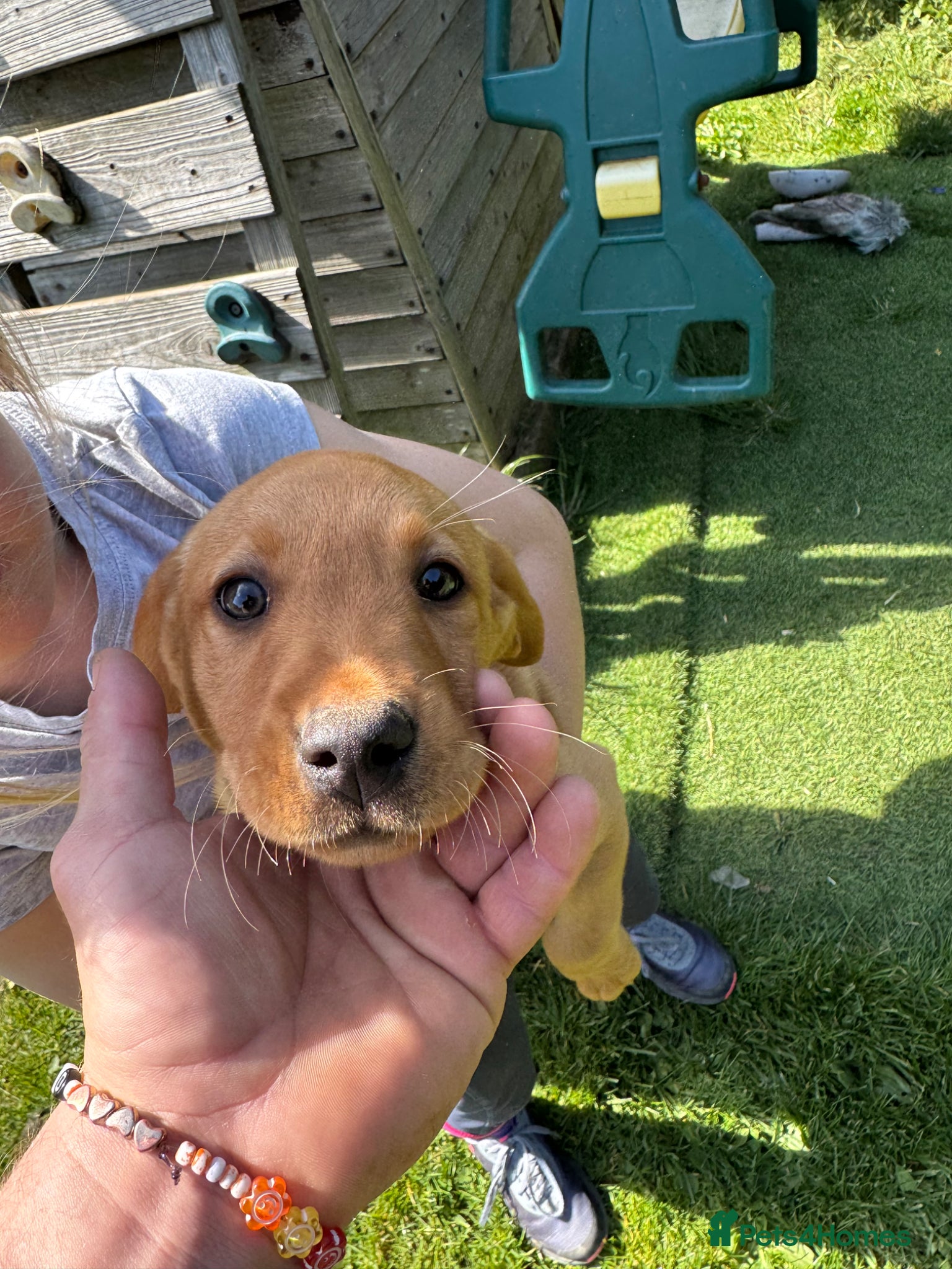 Labrador Retriever dogs 🐾 Last Fox Red Labrador Puppy Male 🐾 - Advert 1