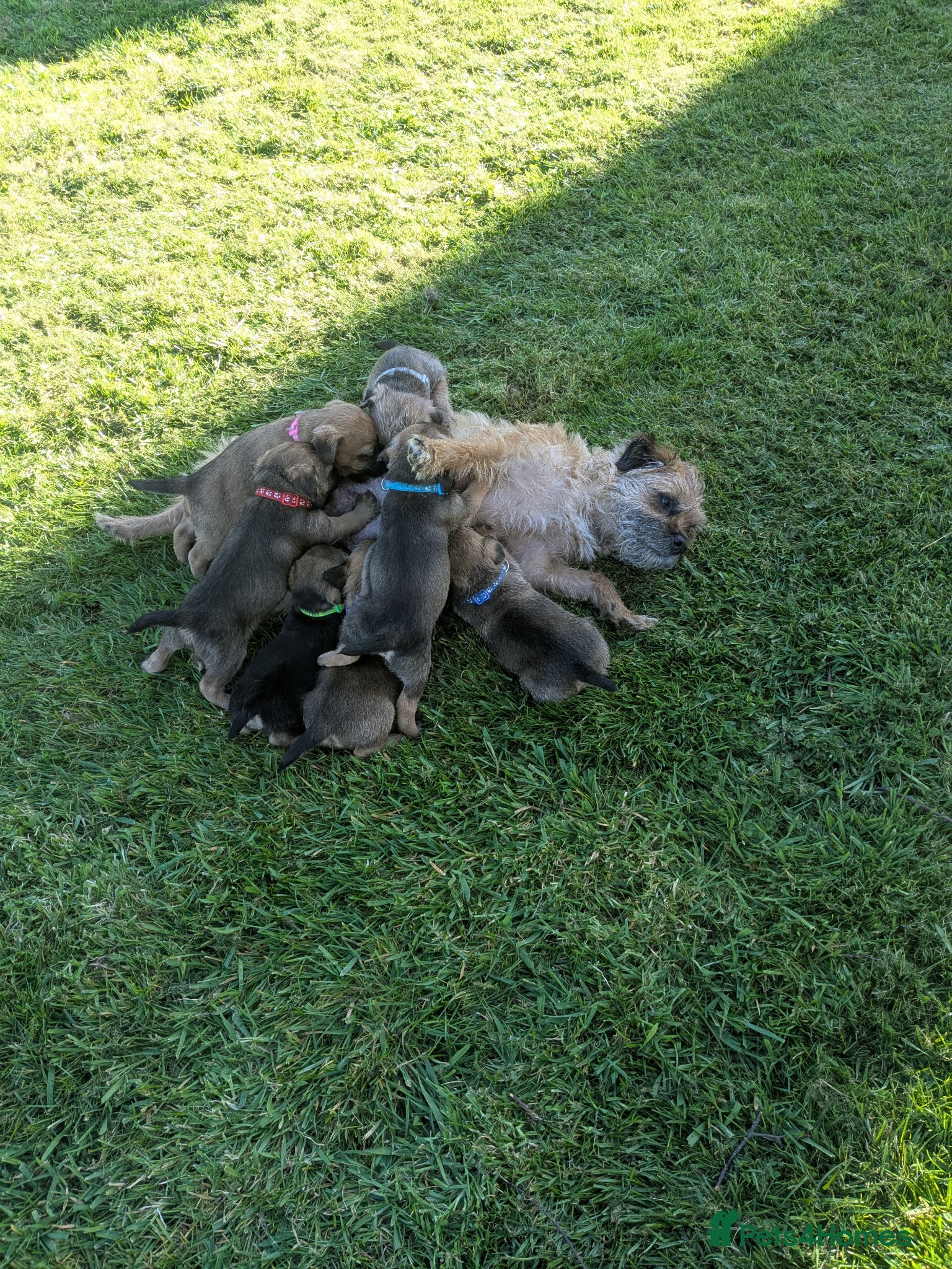 Border Terrier dogs Beautiful litter KC registered borders - Advert 2