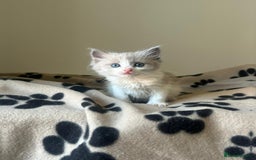 Ragdoll cats for sale: Mink ragdoll kittens - Image 9