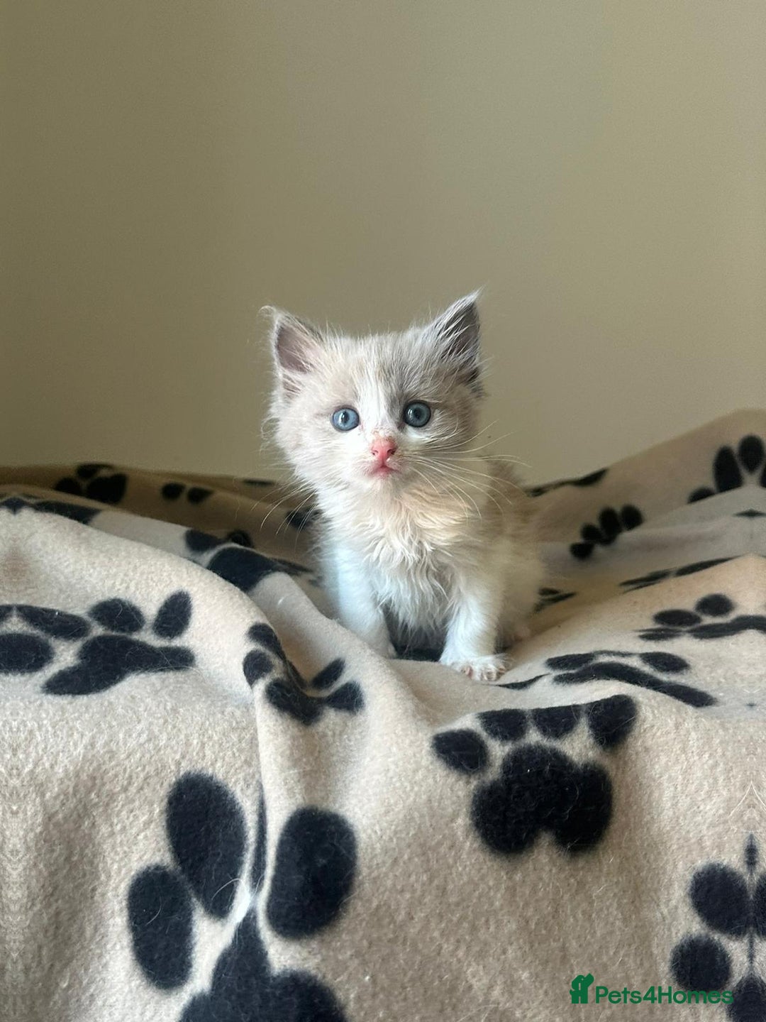 Ragdoll cats for sale: Mink ragdoll kittens - Image 9
