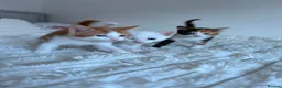 Mixed Breed cats for sale: Adorable Domestic Kittens for sale  - Advert 5