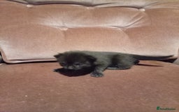 Mixed Breed cats for sale: Four mixed breed British short kittens - Image 26