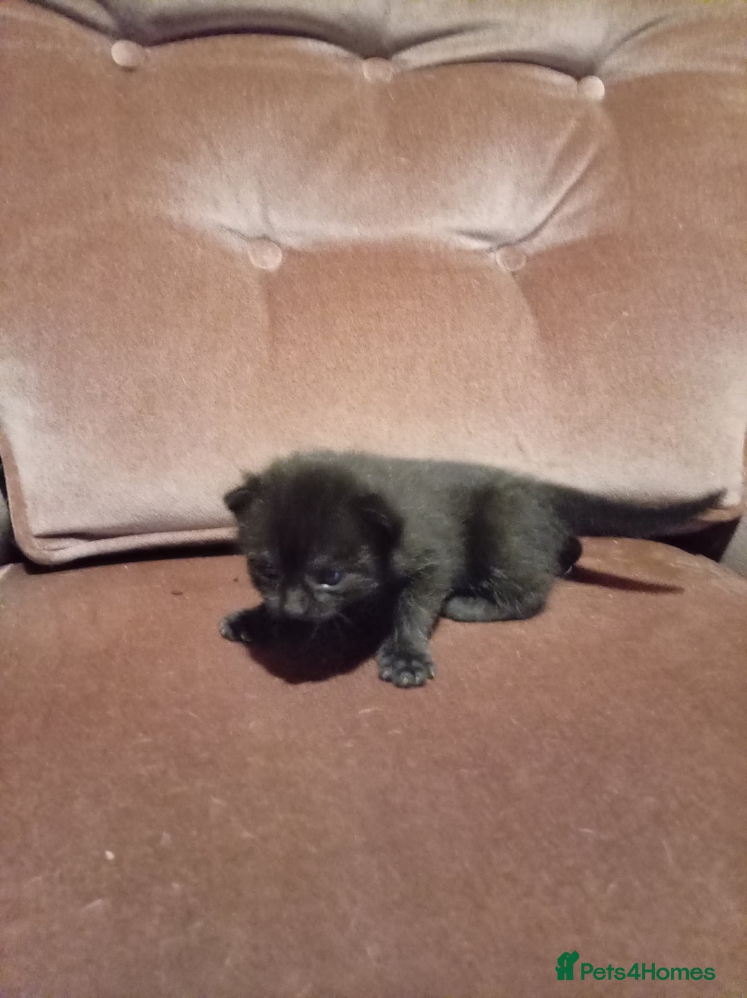 Mixed Breed cats for sale: Four mixed breed British short kittens - Image 26