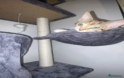 Domestic Shorthair cats for sale: Homing - Image 1