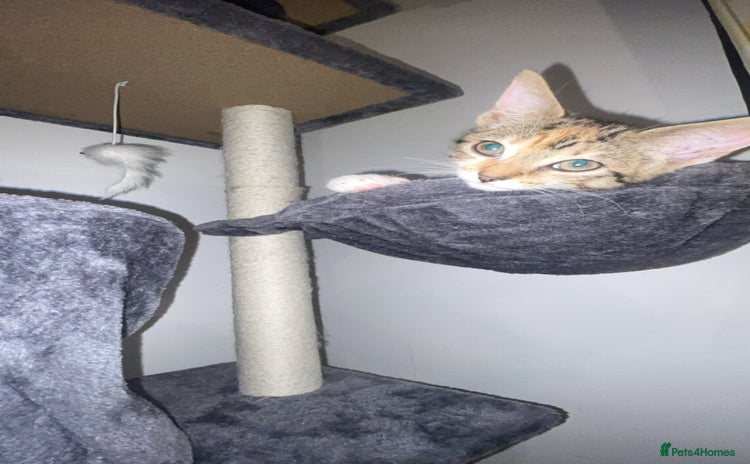 Domestic Shorthair cats - Advert 2