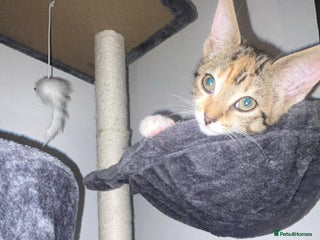 Domestic Shorthair cats - Advert 2