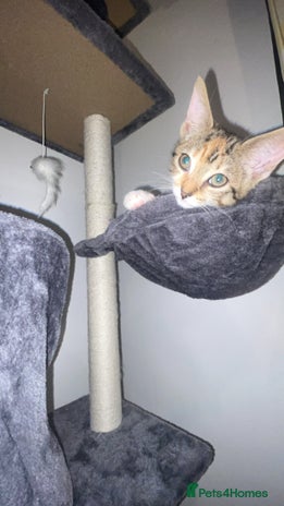 Domestic Shorthair cats - Advert 14