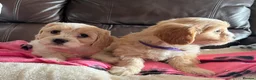 Cavachon dogs for sale: Cavachon puppies  - Advert 19