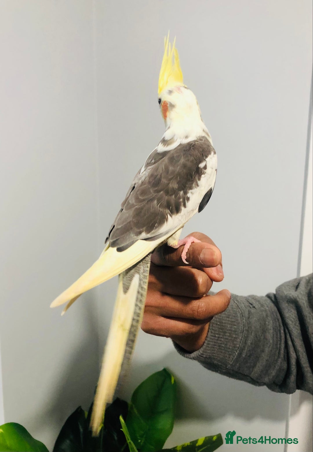 Cockatiels birds for sale: Beautiful young tame cockatiels for sale. - Advert 3