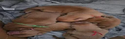 Dogue De Bordeaux dogs for sale: Gorgeous full ddb puppies in Telford - Advert 6