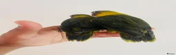 Lovebirds birds for sale: Hand reared lovebirds for sale  - Advert 19