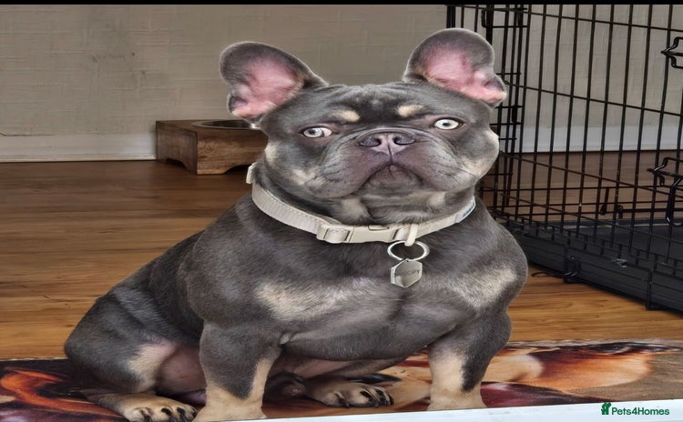 French Bulldog dogs - Advert 15
