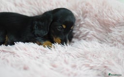Miniature Dachshund dogs for sale: Gorgeous Longhair Miniature Dachshund Girls - Image 5