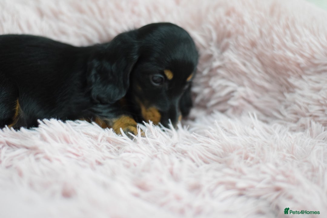 Miniature Dachshund dogs for sale: Gorgeous Longhair Miniature Dachshund Girls - Image 5