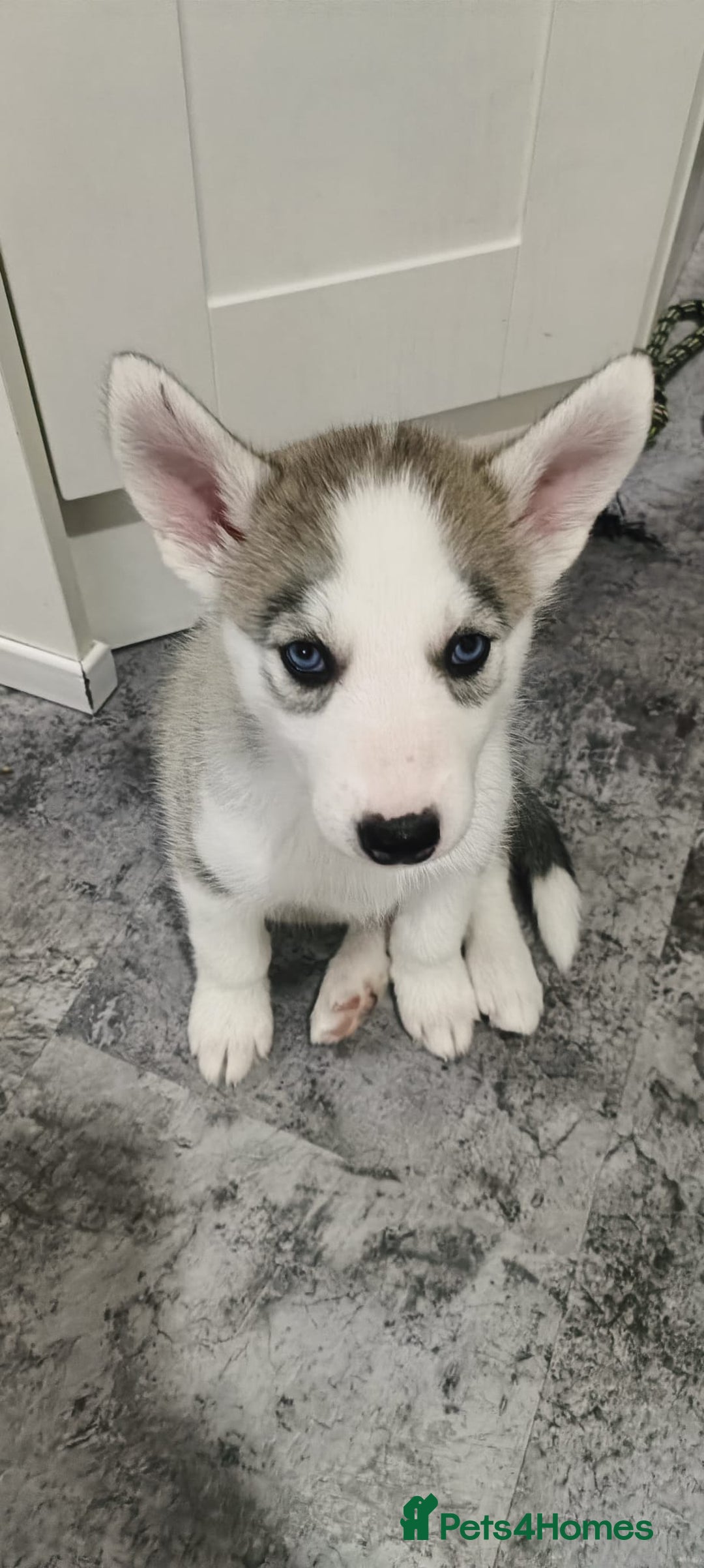 Siberian Husky dogs for sale: Adorable Husky pups for sale  - Advert 11
