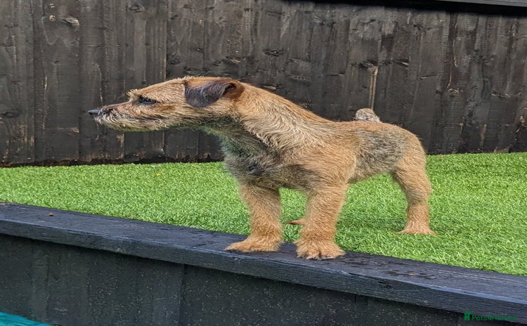 Border Terrier dogs - Advert 1