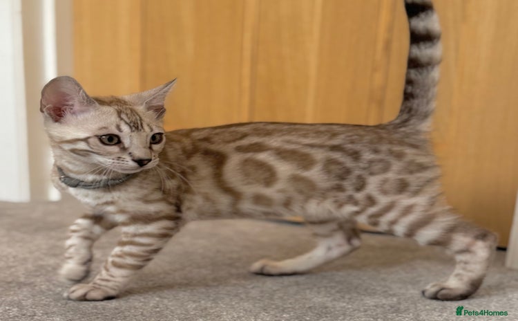 Bengal cats - Advert 8