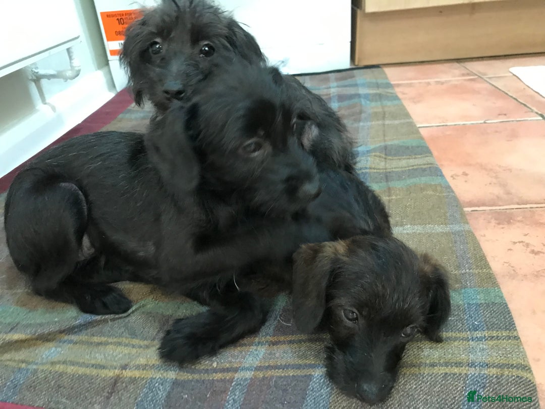 Mixed Breed dogs for sale: Bedlington whippet Italian grayhound x  - Advert 3