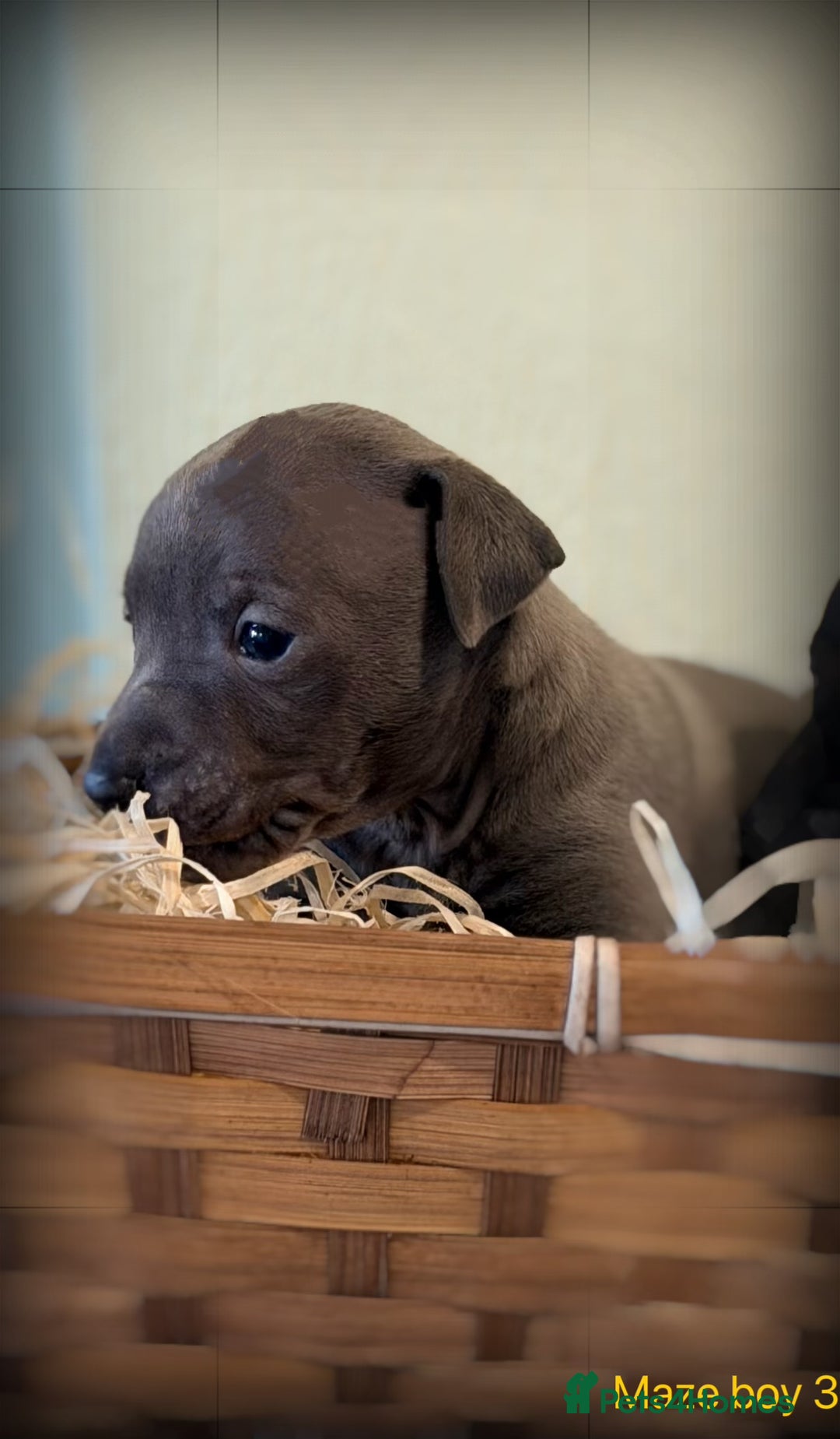 Italian Greyhound dogs for sale: Stunning Tiny All Blue KC registered Iggys  - Advert 5