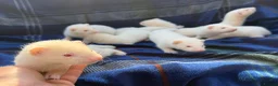 Ferret rodents for sale: Albino Ferret kits for sale  - Advert 13