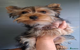 Yorkshire Terrier dogs for sale: Beautiful Toy Yorkshire Terrier puppies - Image 7