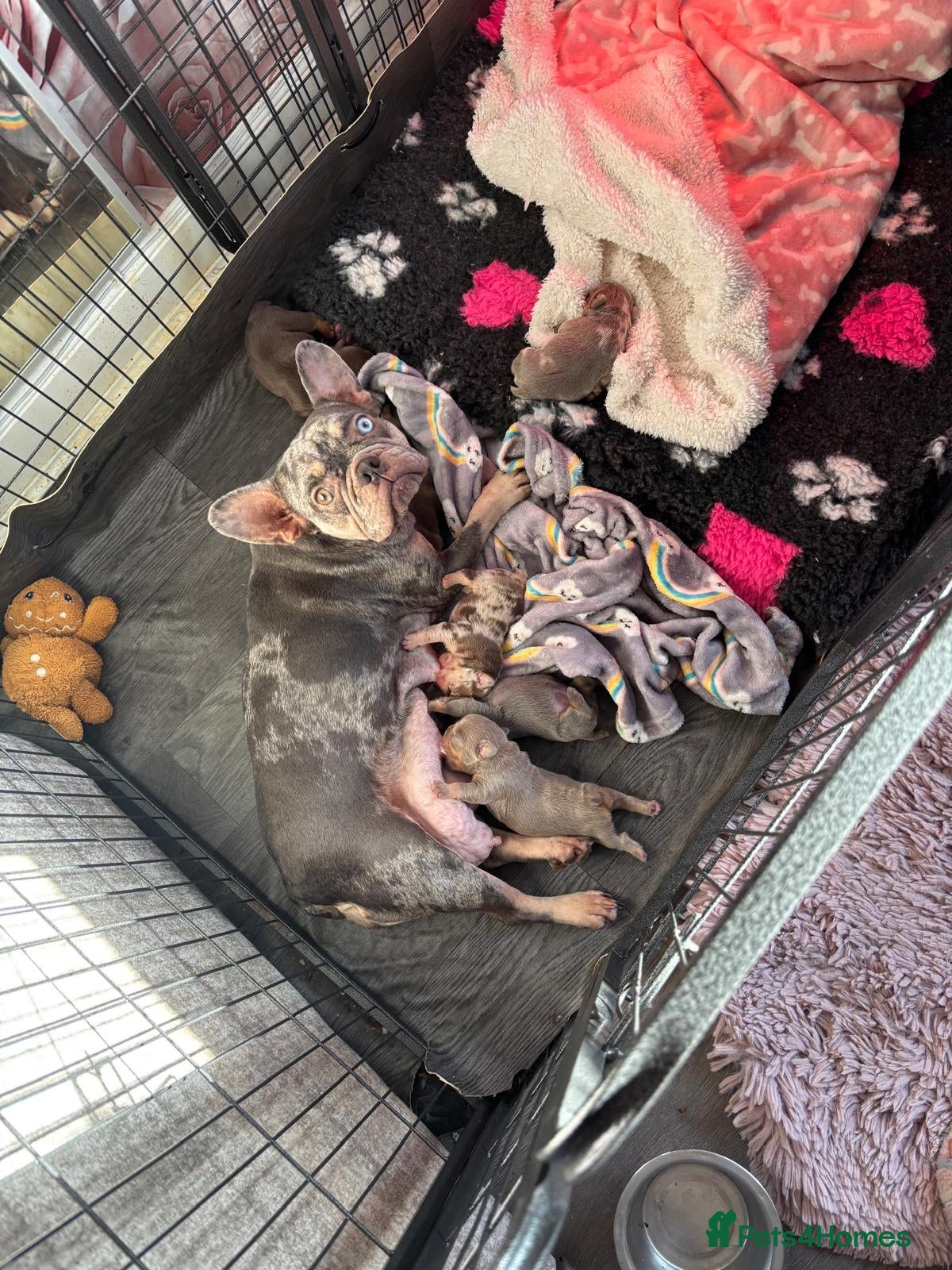 French Bulldog dogs Luxury French Bulldogs - Advert 1