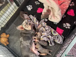 French Bulldog dogs Luxury French Bulldogs - Advert 1