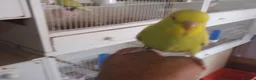 Budgerigars birds for sale: Beautiful Baby BUDGIES - Advert 3