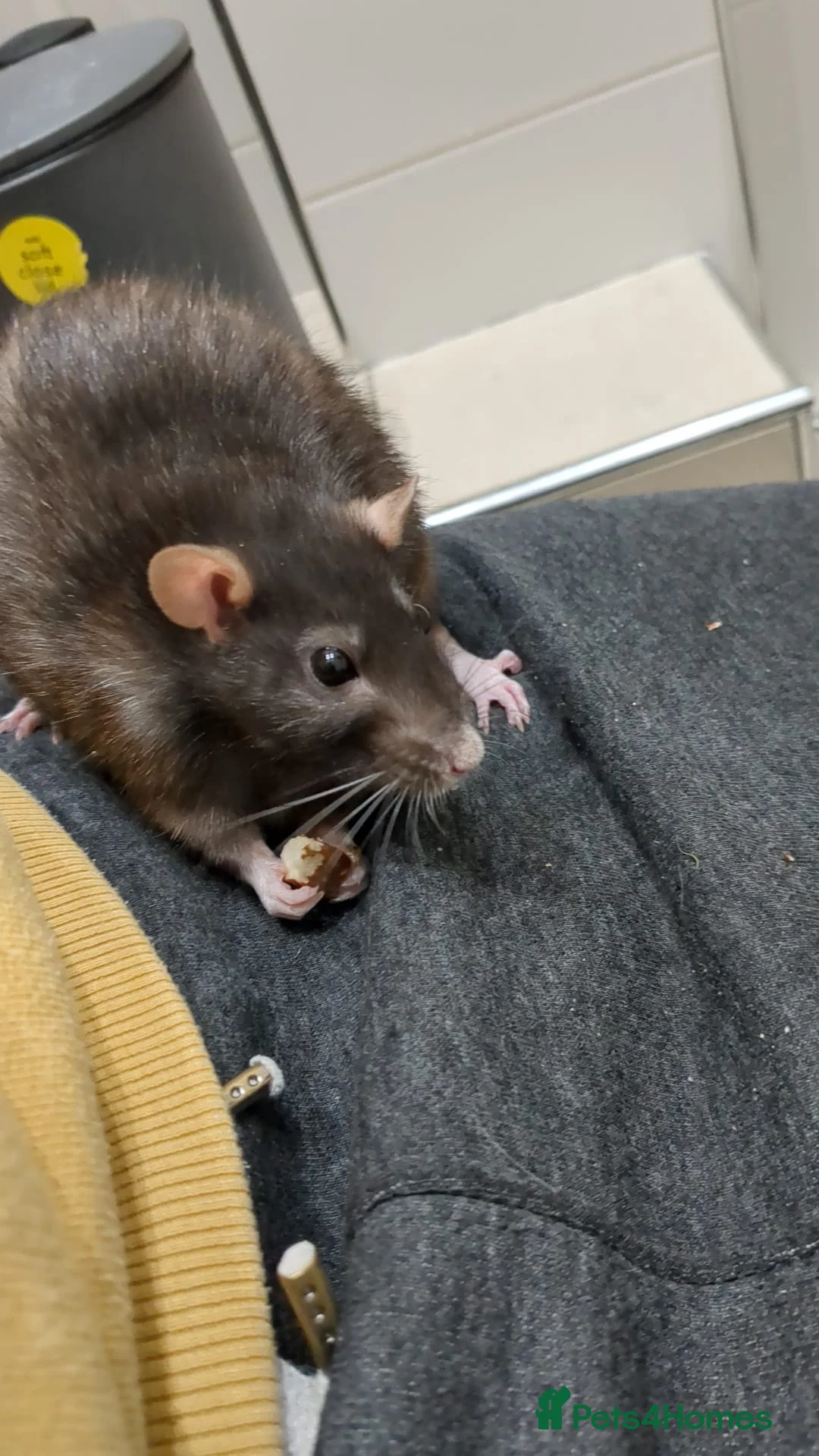 Rat rodents for sale: Gentle and Feisty Older Lady Rat for Nice Home in Glasgow - Advert 2