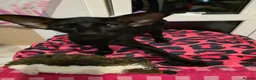 Oriental cats for sale: Othello in Westgate-on-Sea - Advert 6