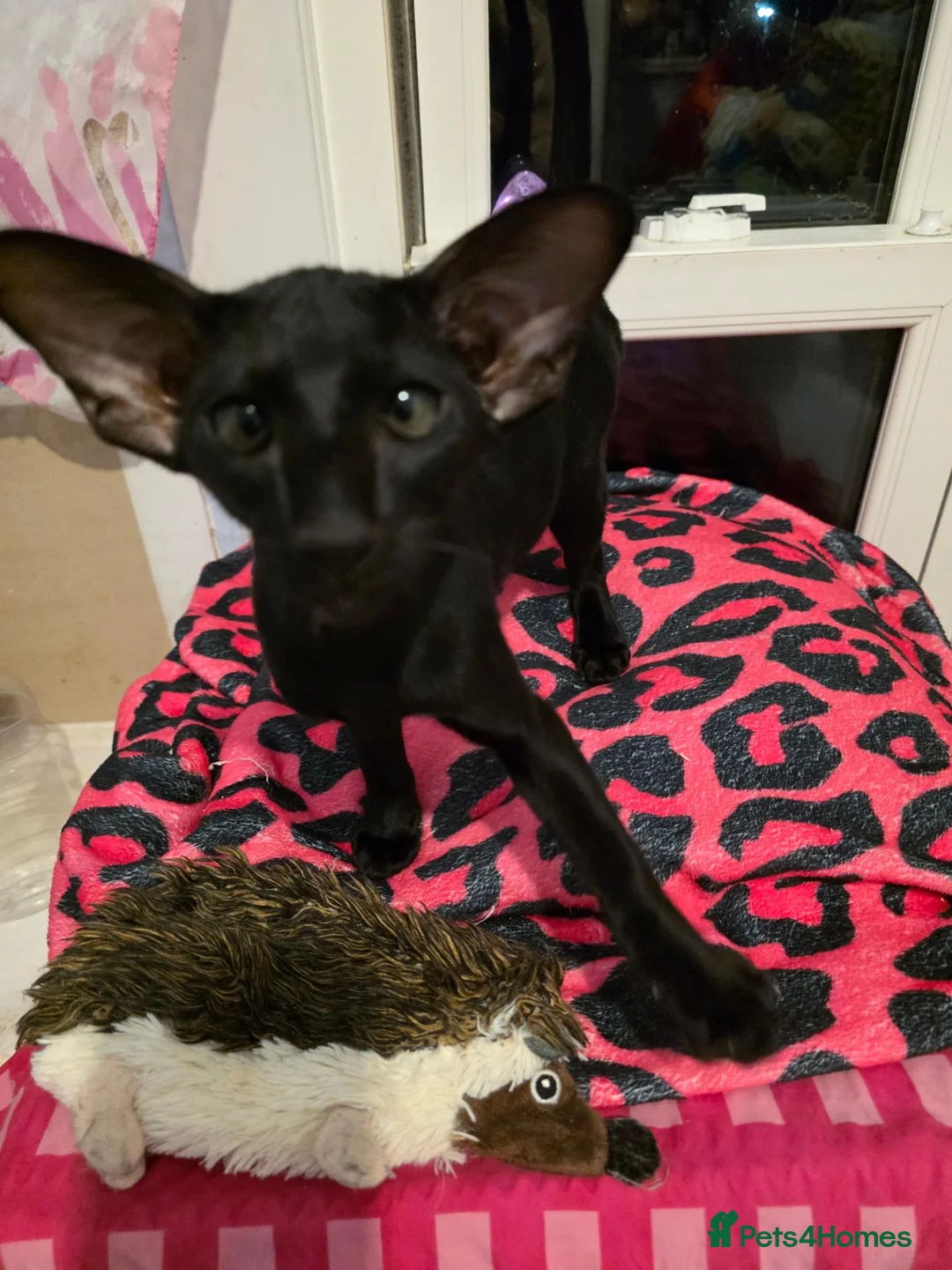 Oriental cats for sale: Othello in Westgate-on-Sea - Advert 6