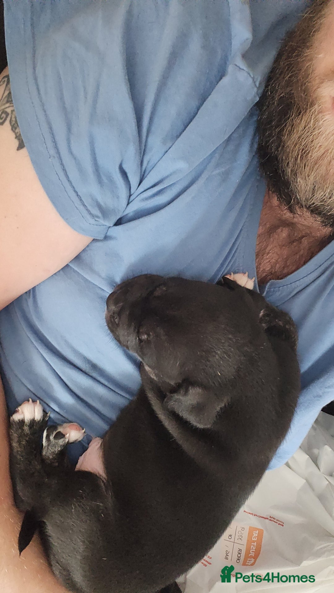 Staffordshire Bull Terrier dogs for sale: Last to males  - Image 3